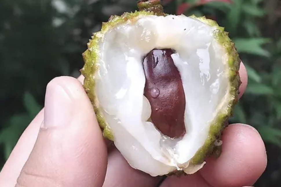 Конски кестен